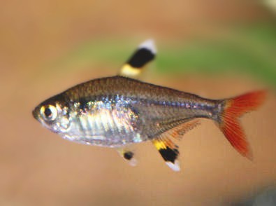 Pristella
